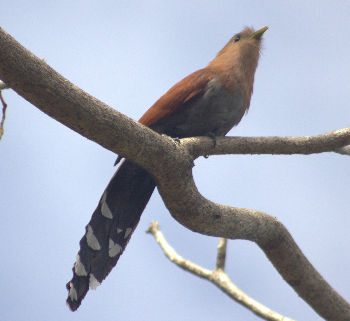 Squirrel Cuckoo - ML618821961