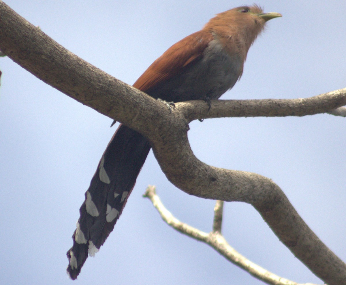 Squirrel Cuckoo - ML618821962