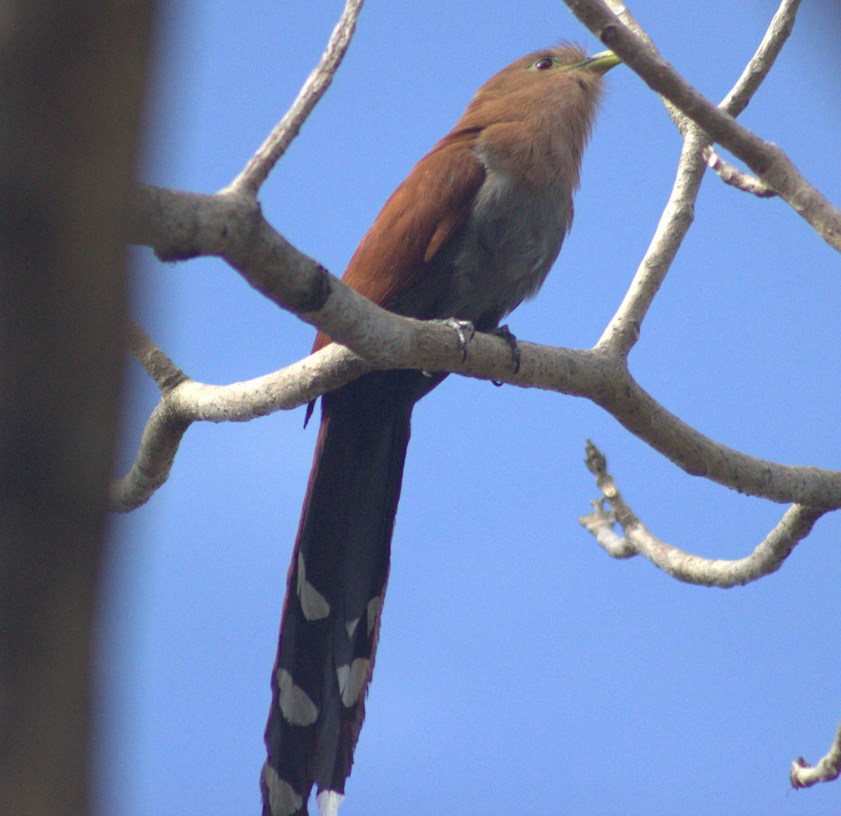 Squirrel Cuckoo - ML618821963