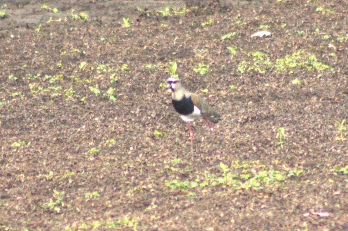 Southern Lapwing - Iyok Madriz Guevara