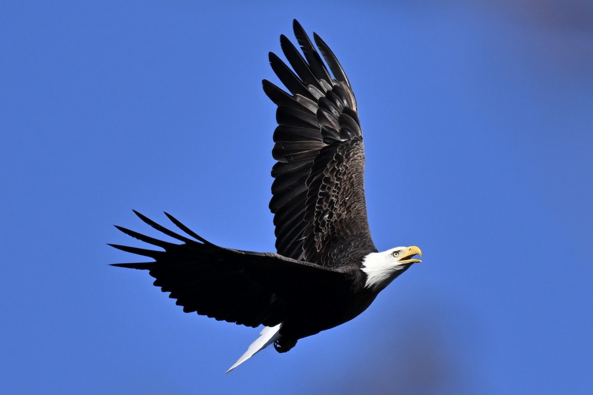 Bald Eagle - france dallaire