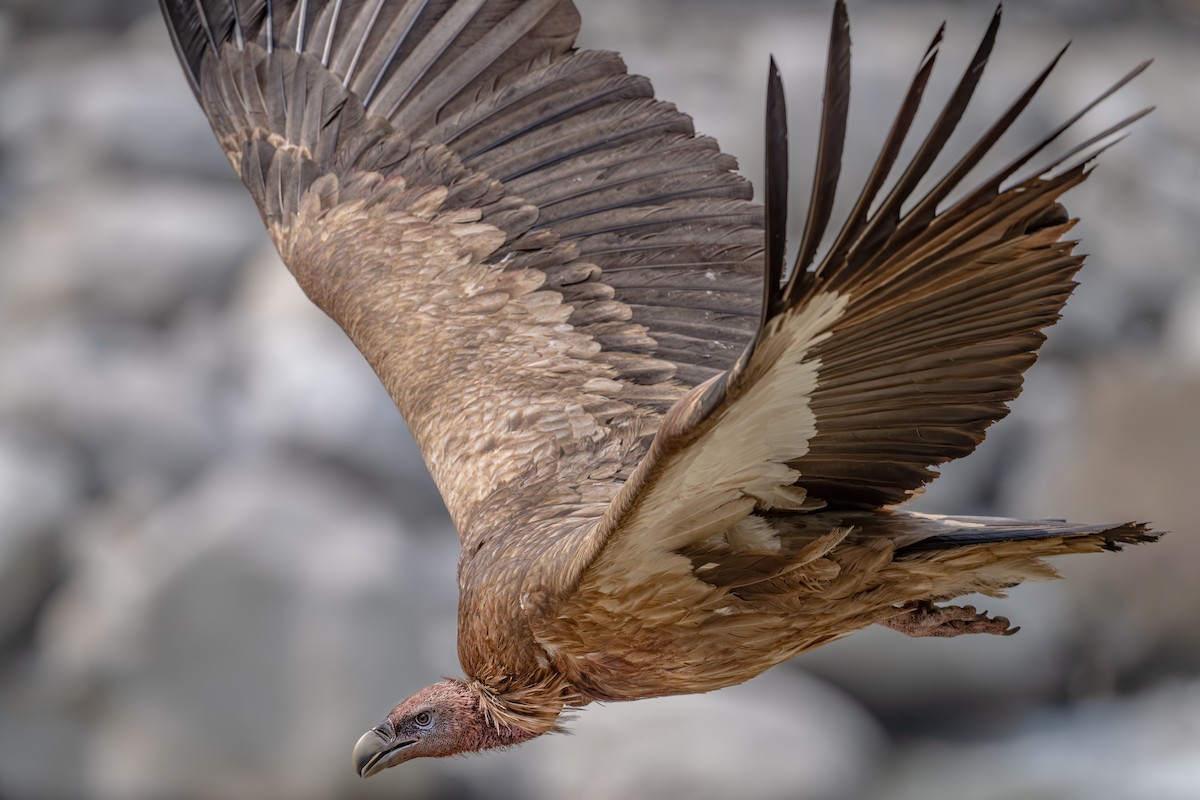 Himalayan Griffon - Vivek Saggar