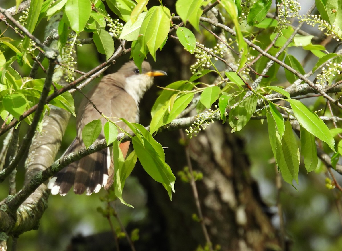 Yellow-billed Cuckoo - Navin Viswanathan