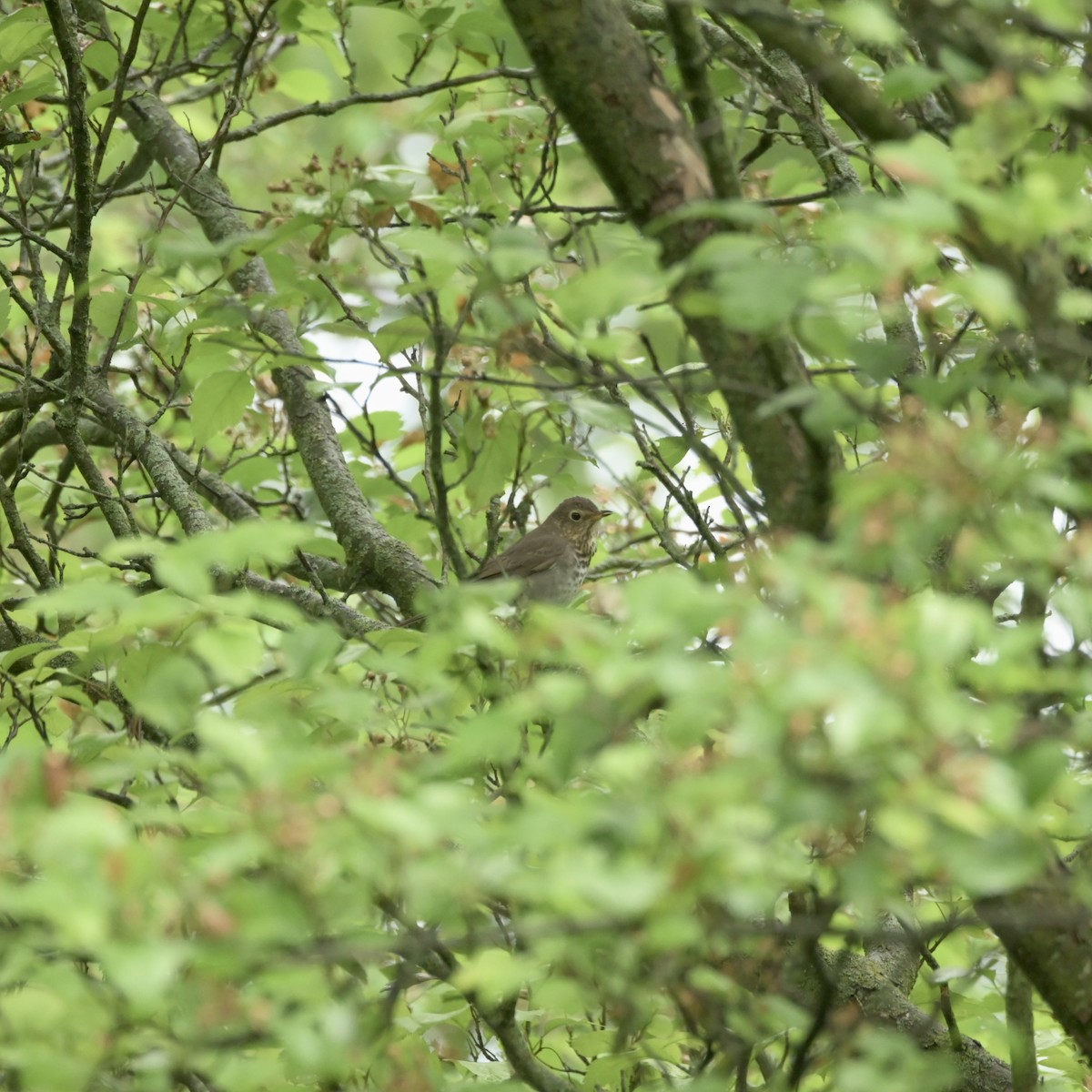 Swainson's Thrush - Justin Riley