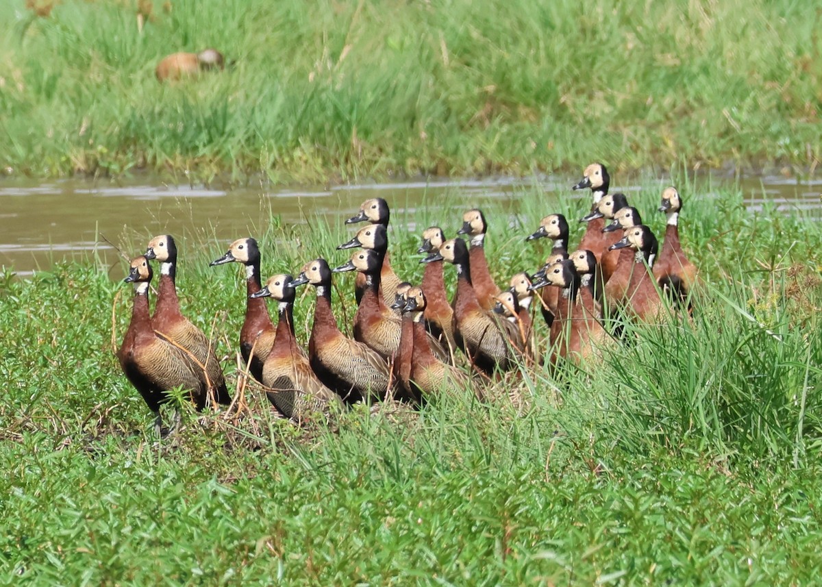 White-faced Whistling-Duck - ML618822020