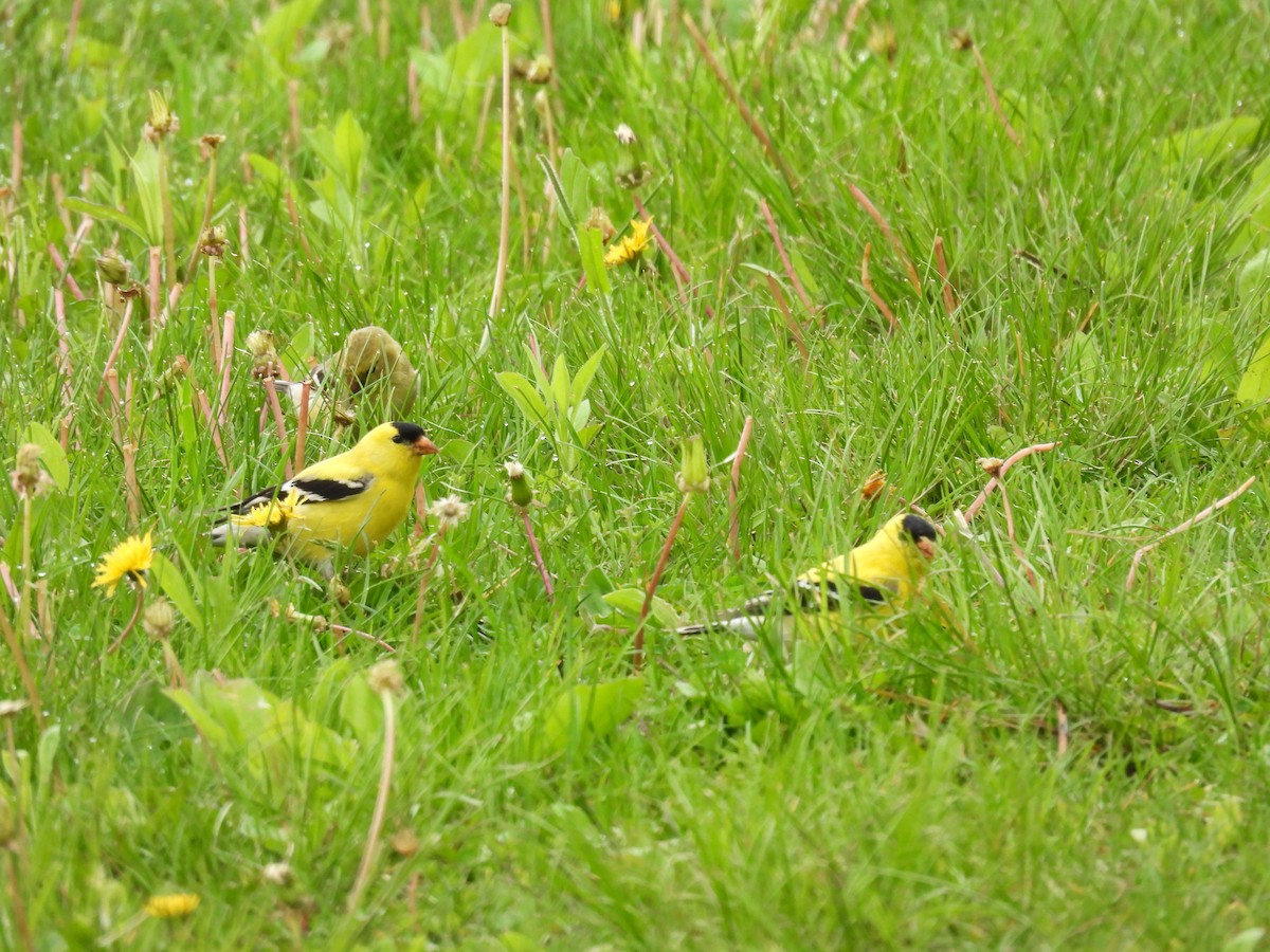 American Goldfinch - Navin Viswanathan