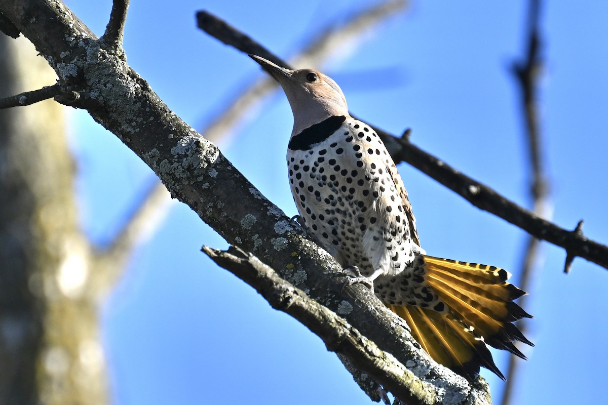 Northern Flicker - france dallaire
