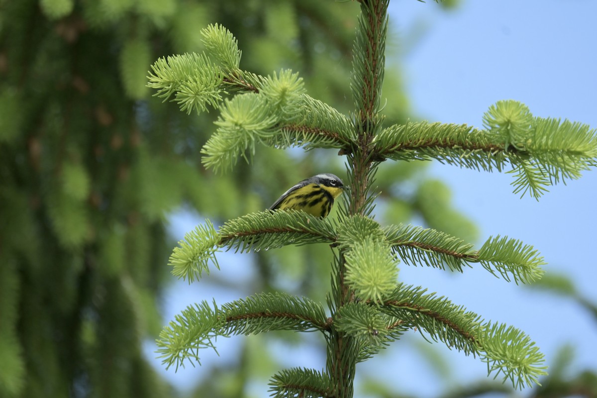 Magnolia Warbler - Justin Riley