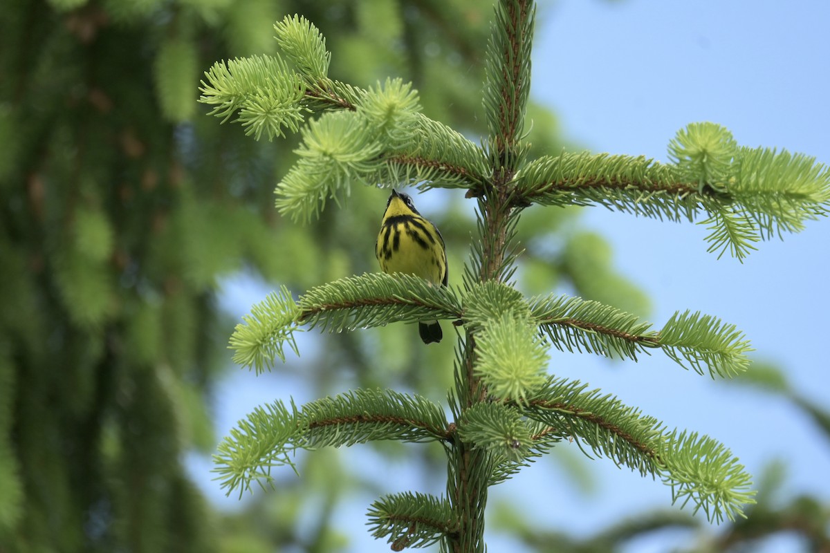 Magnolia Warbler - Justin Riley