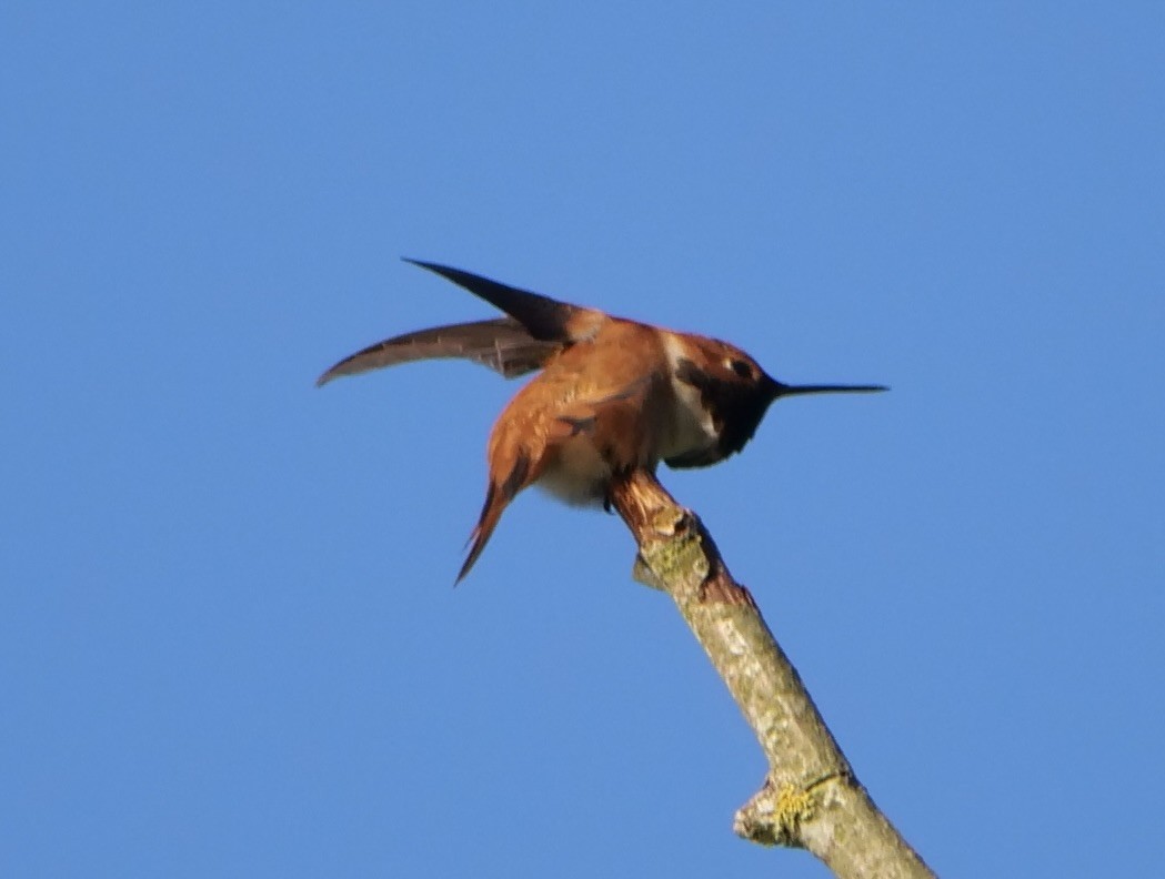 Rufous Hummingbird - Jan Bryant