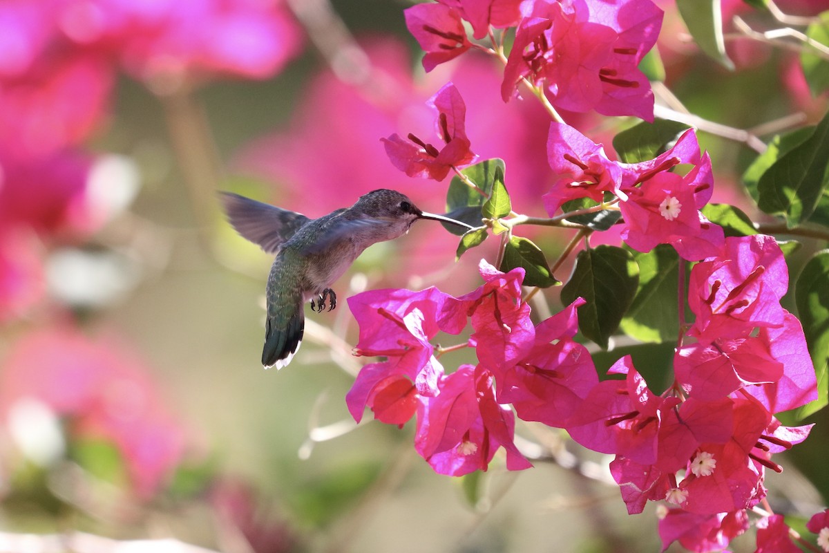hummingbird sp. - ML618822053