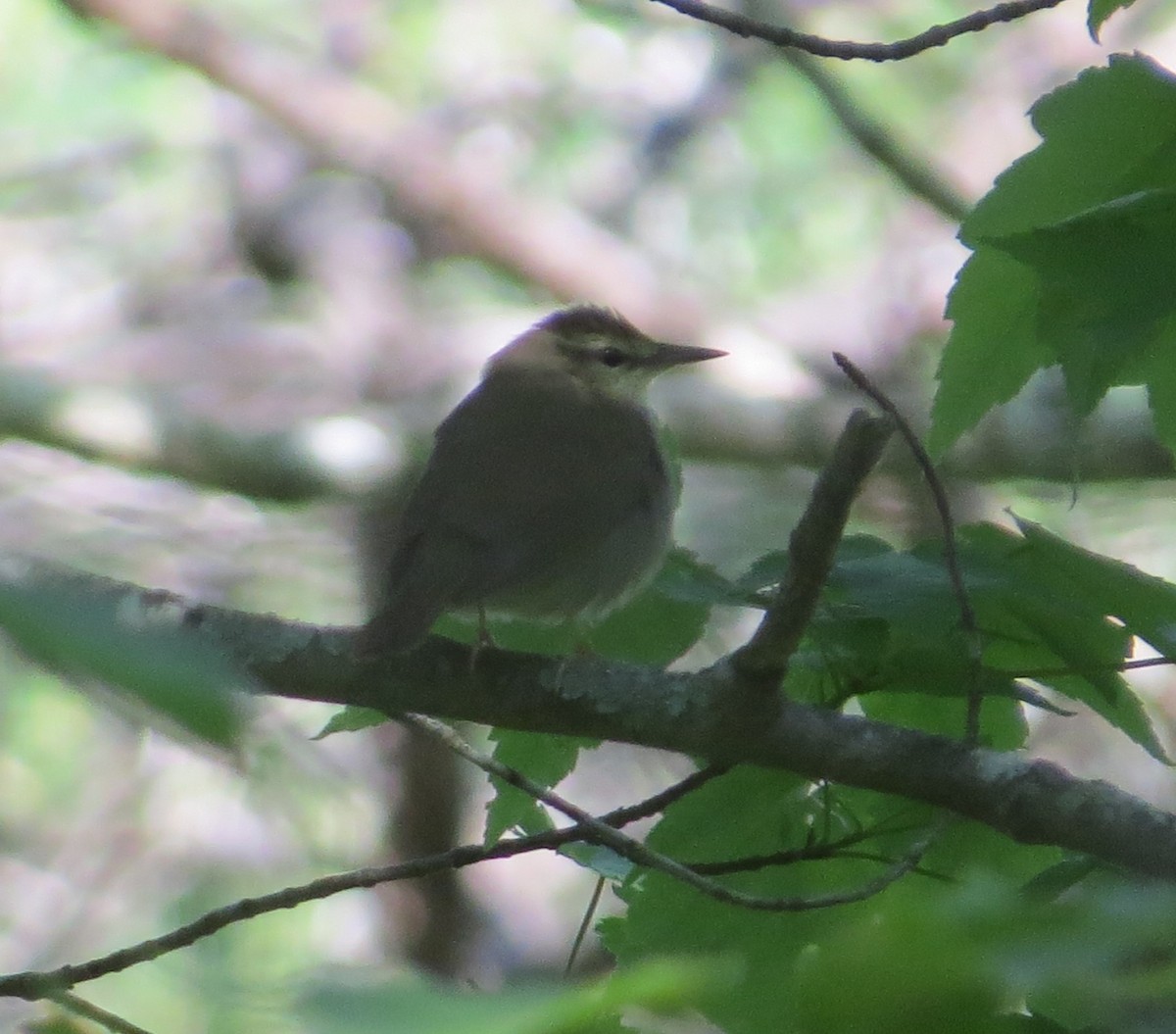 Swainson's Warbler - Chris O'Connell