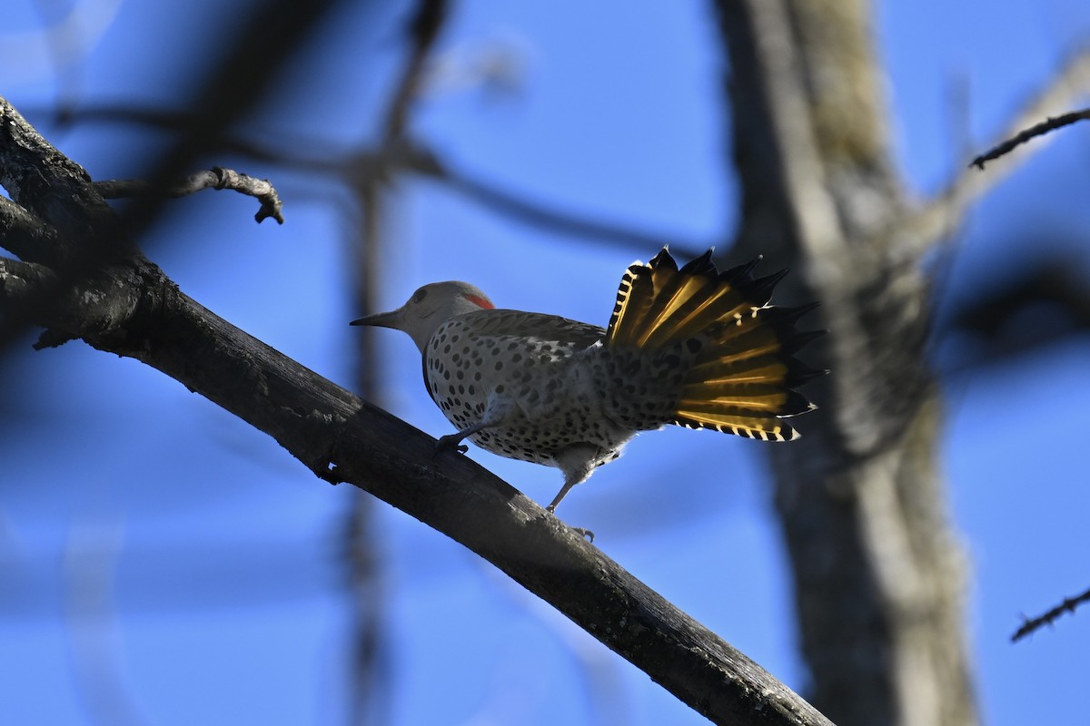 Northern Flicker - france dallaire