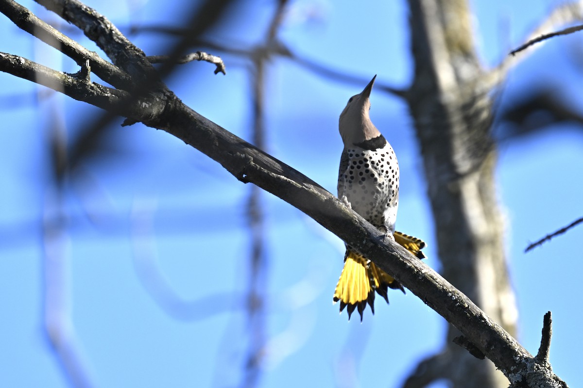 Northern Flicker - france dallaire