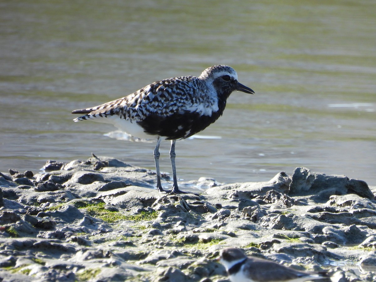 Black-bellied Plover - Michelle Gonzalez