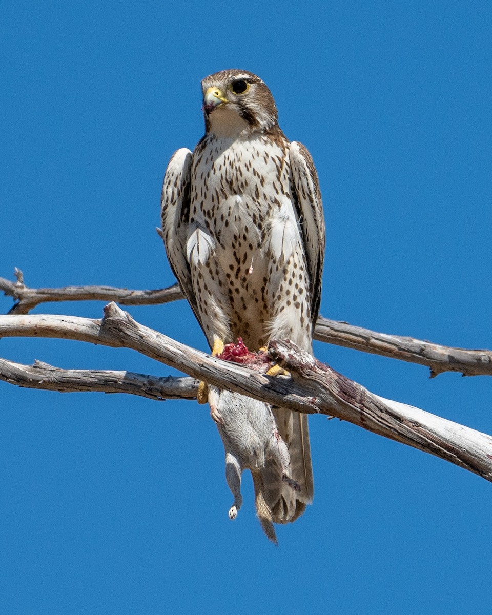 Prairie Falcon - Mike Henry