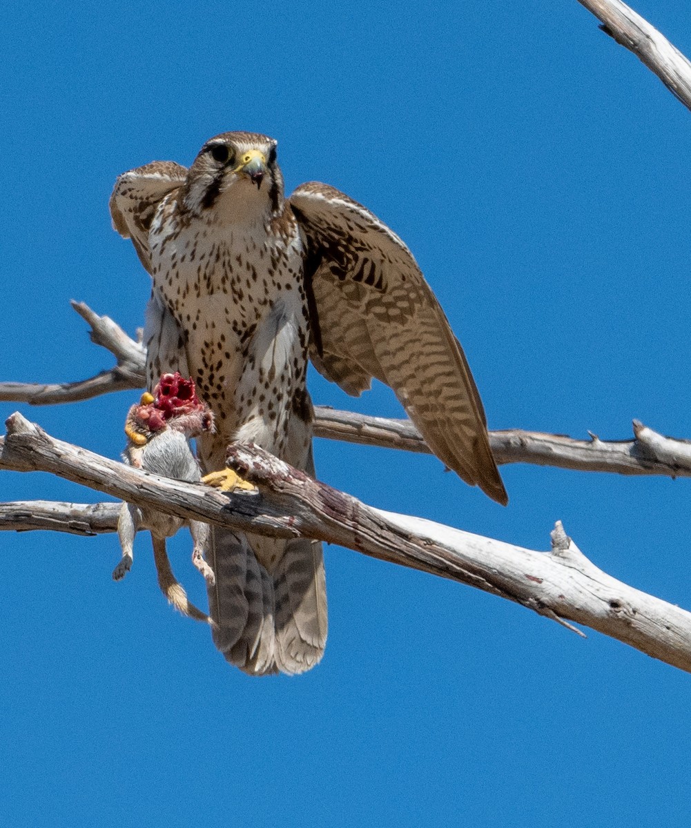 Prairie Falcon - Mike Henry