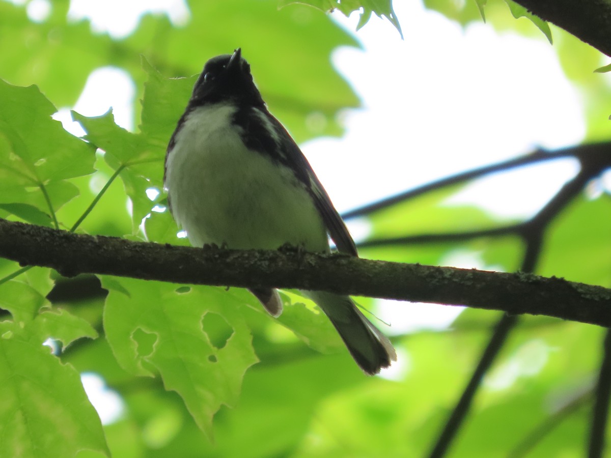 Black-throated Blue Warbler - Debra Ferguson