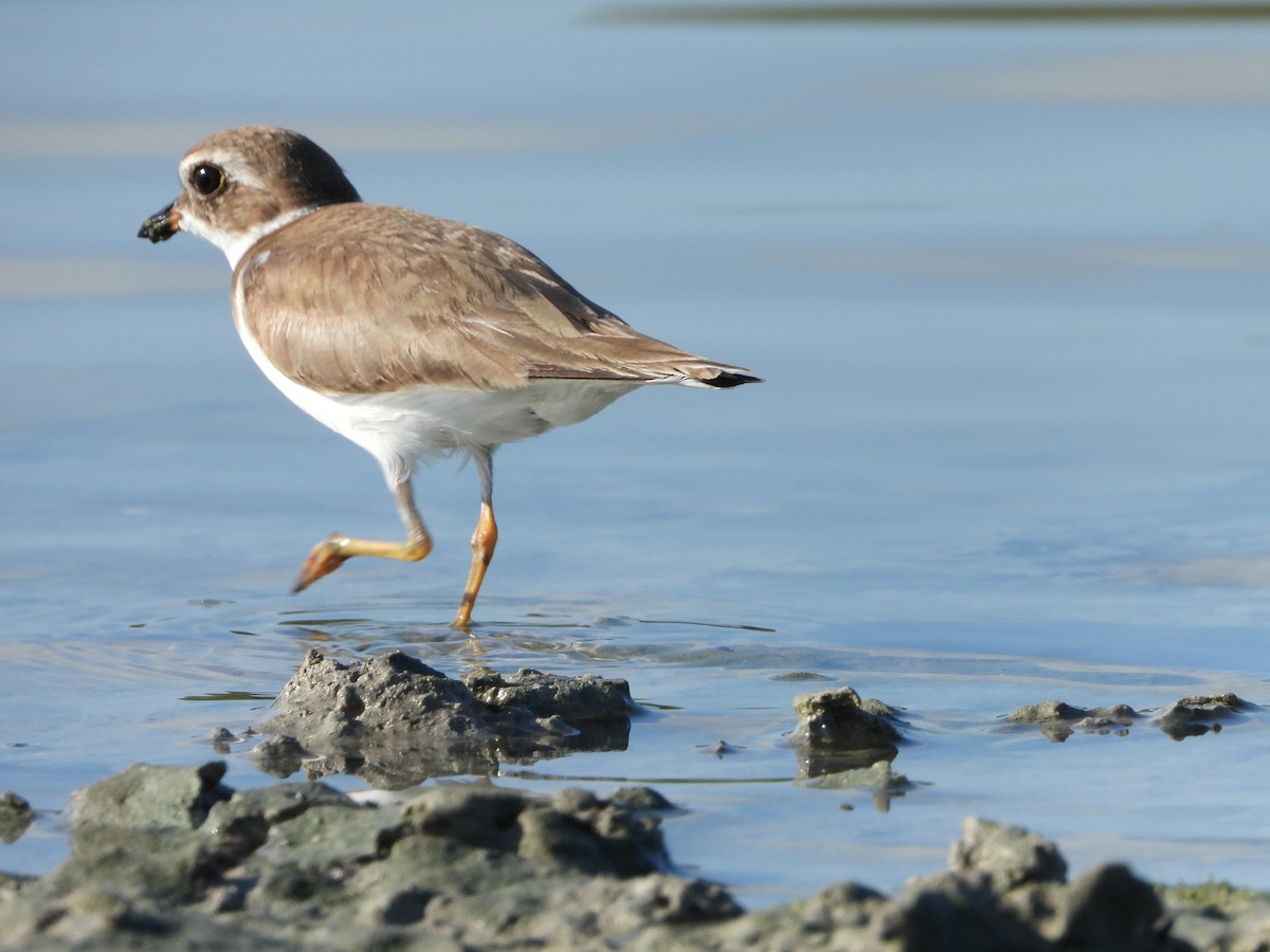 Semipalmated Plover - Michelle Gonzalez