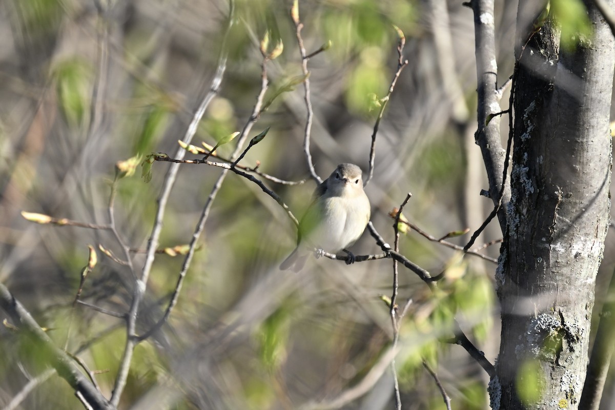 Warbling Vireo - france dallaire