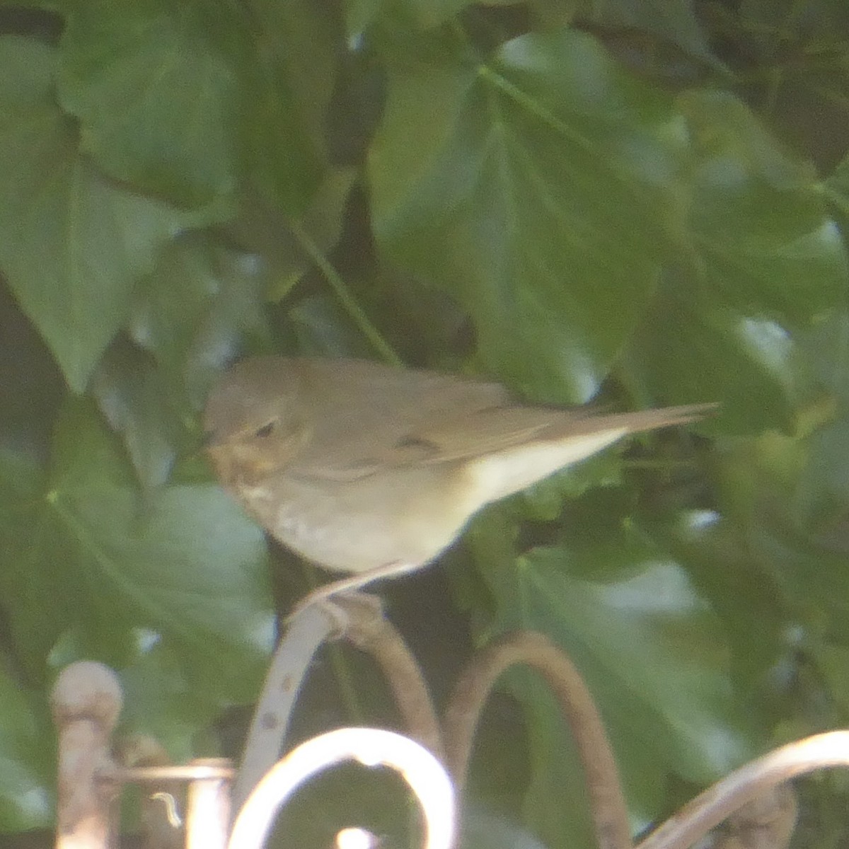 Swainson's Thrush - Anonymous