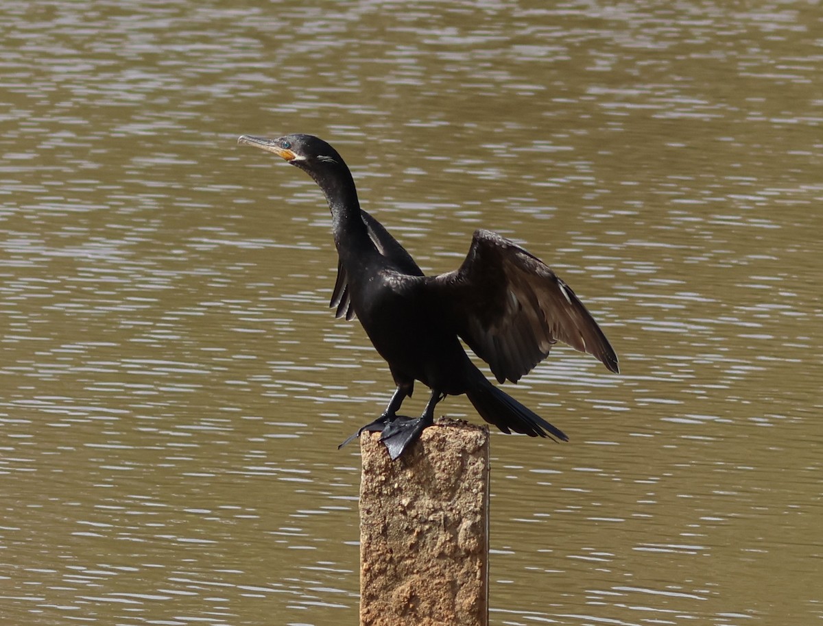 Neotropic Cormorant - Sergio luiz Carniel