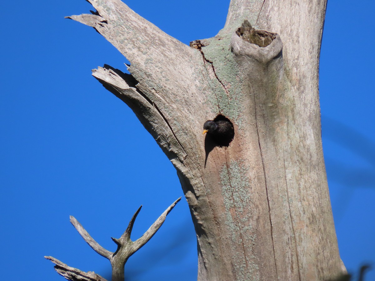 European Starling - John Gaglione