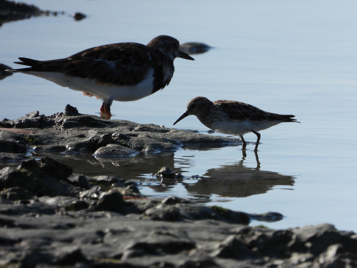 Ruddy Turnstone - Michelle Gonzalez