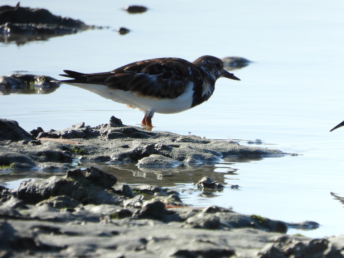 Ruddy Turnstone - Michelle Gonzalez