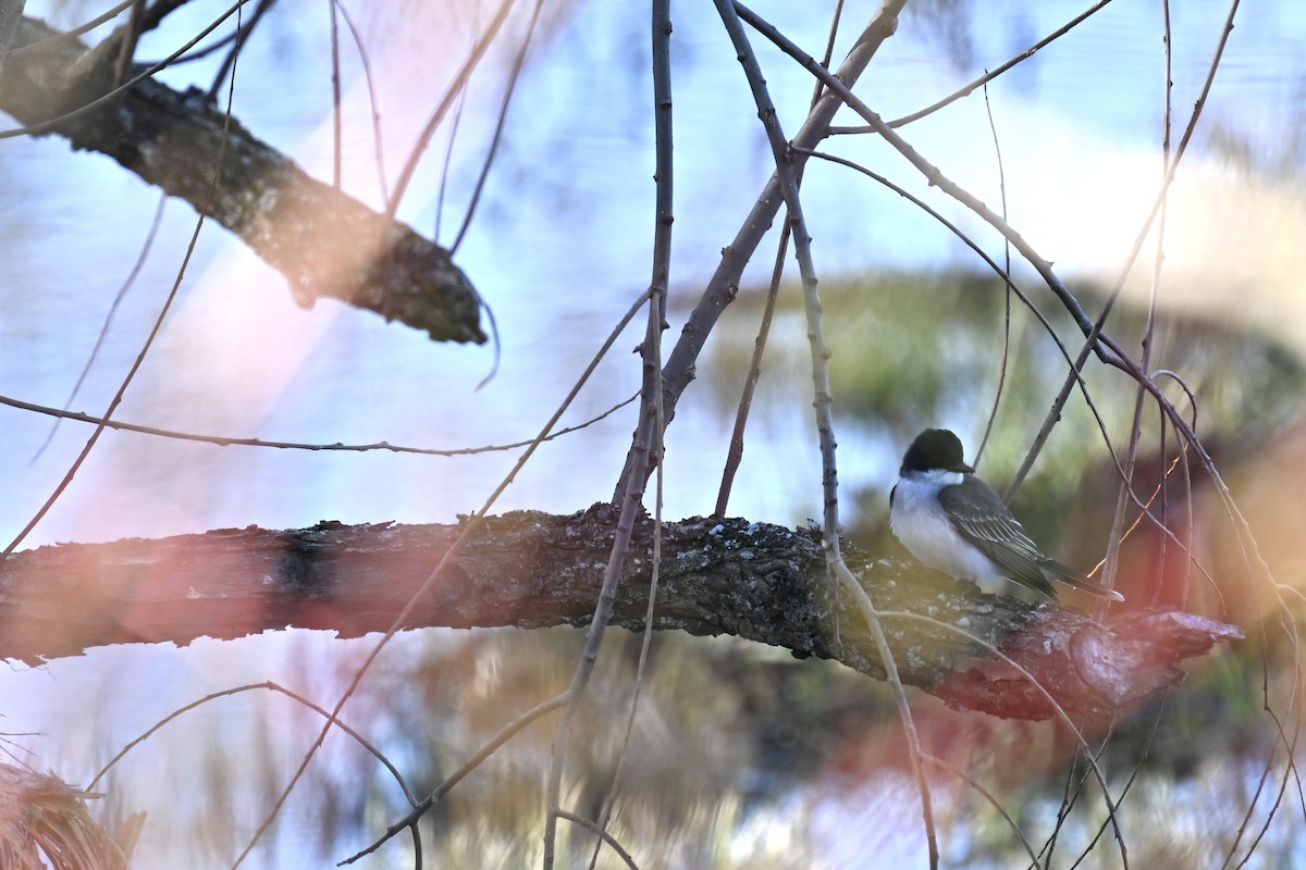 Eastern Kingbird - france dallaire