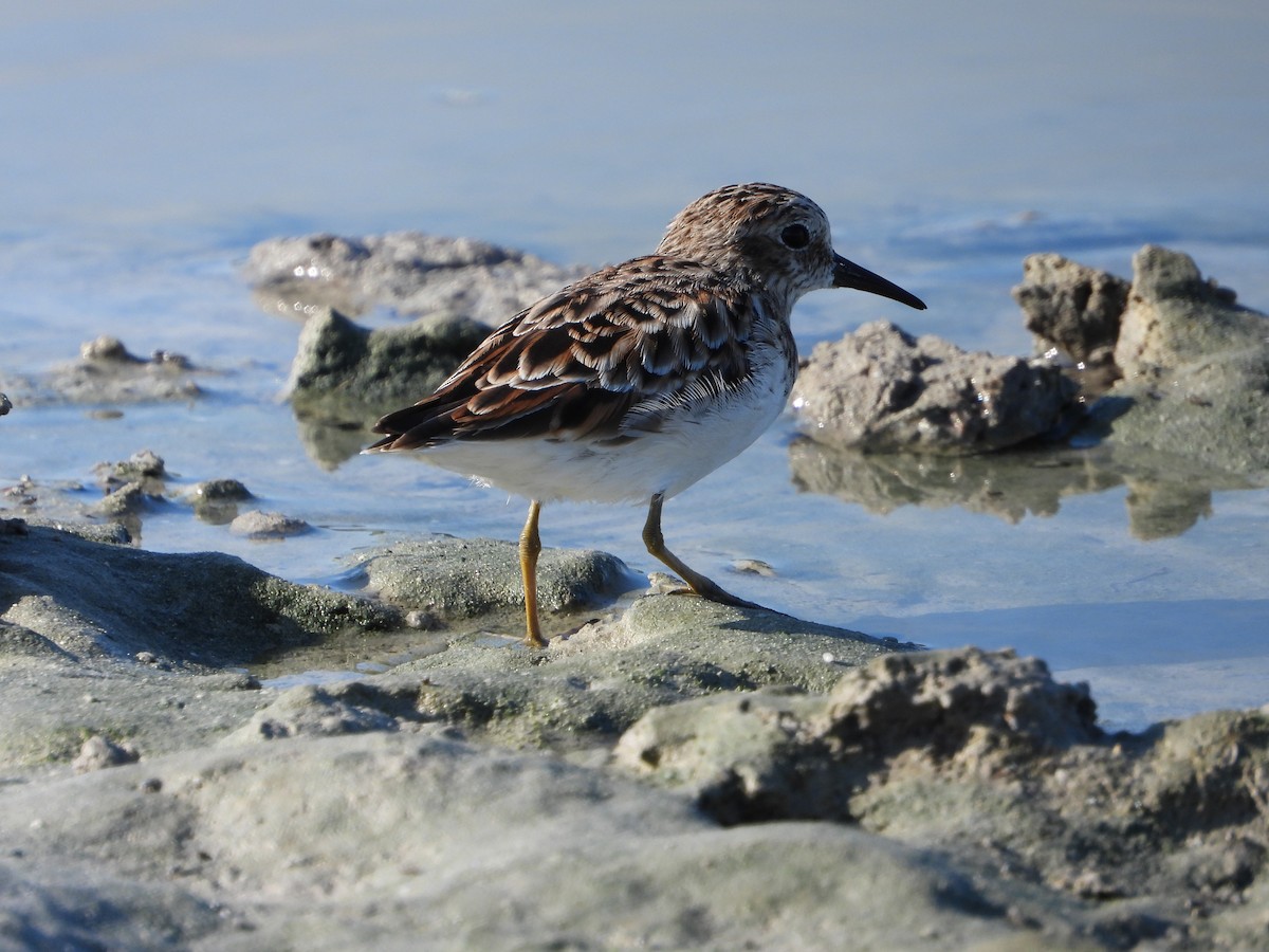 Least Sandpiper - Michelle Gonzalez