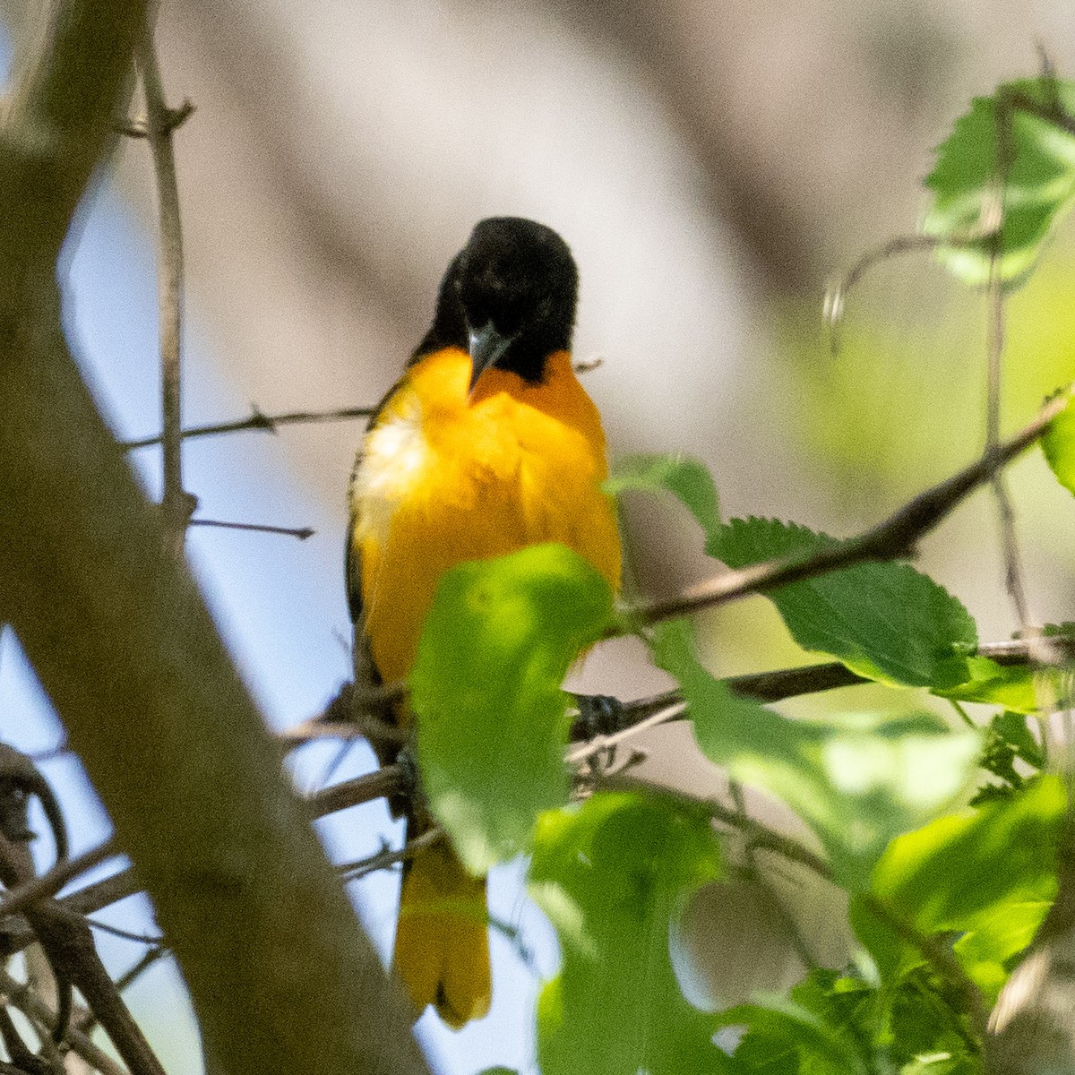 Baltimore Oriole - Tim Kambitsch