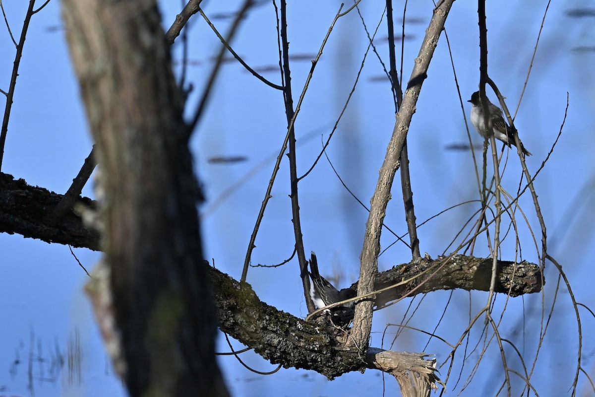 Eastern Kingbird - france dallaire