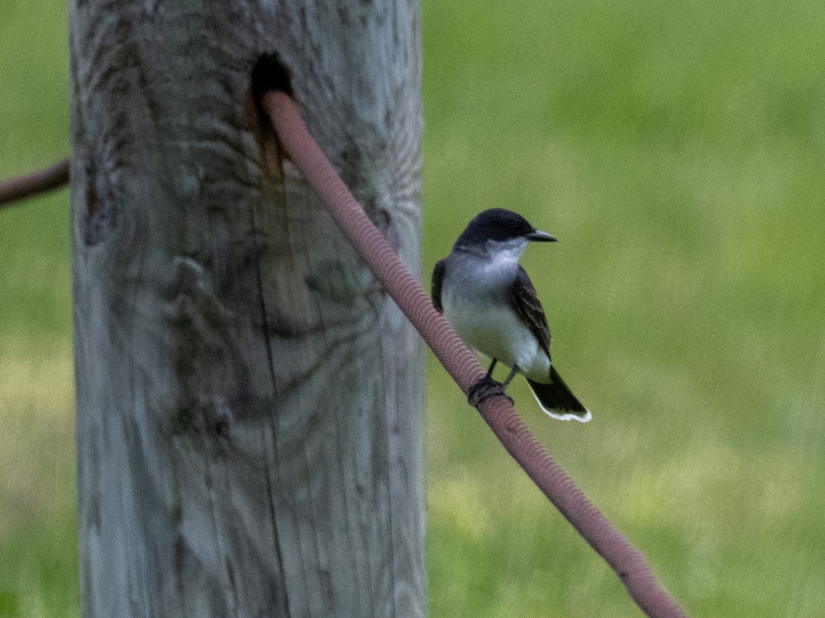 Eastern Kingbird - Tim Kambitsch