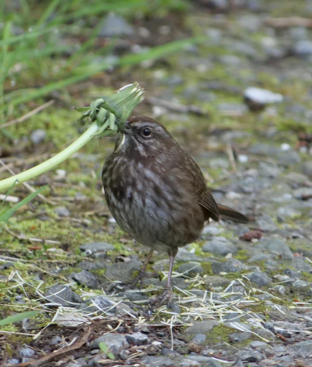 Song Sparrow - Jan Bryant