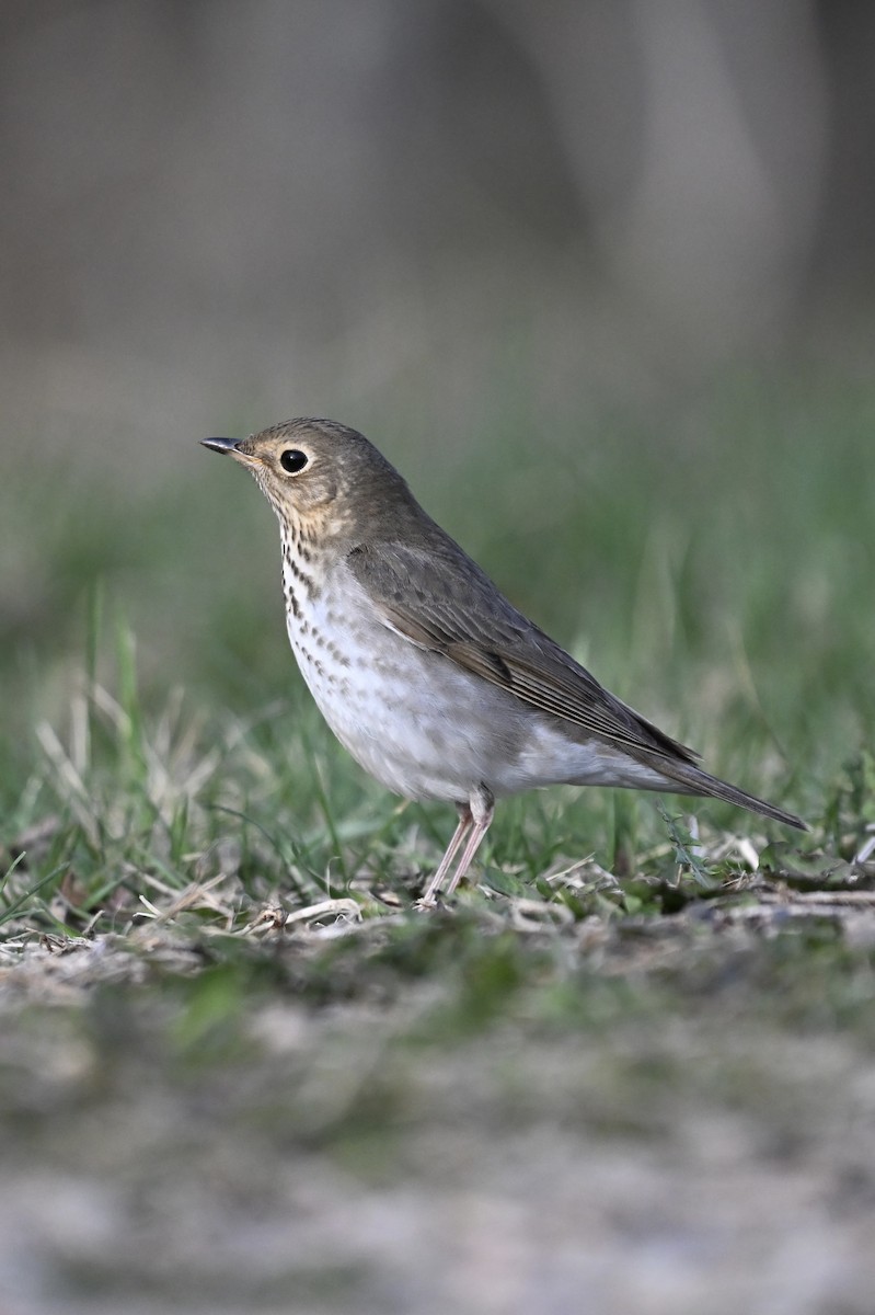 Swainson's Thrush - Martin Kennedy