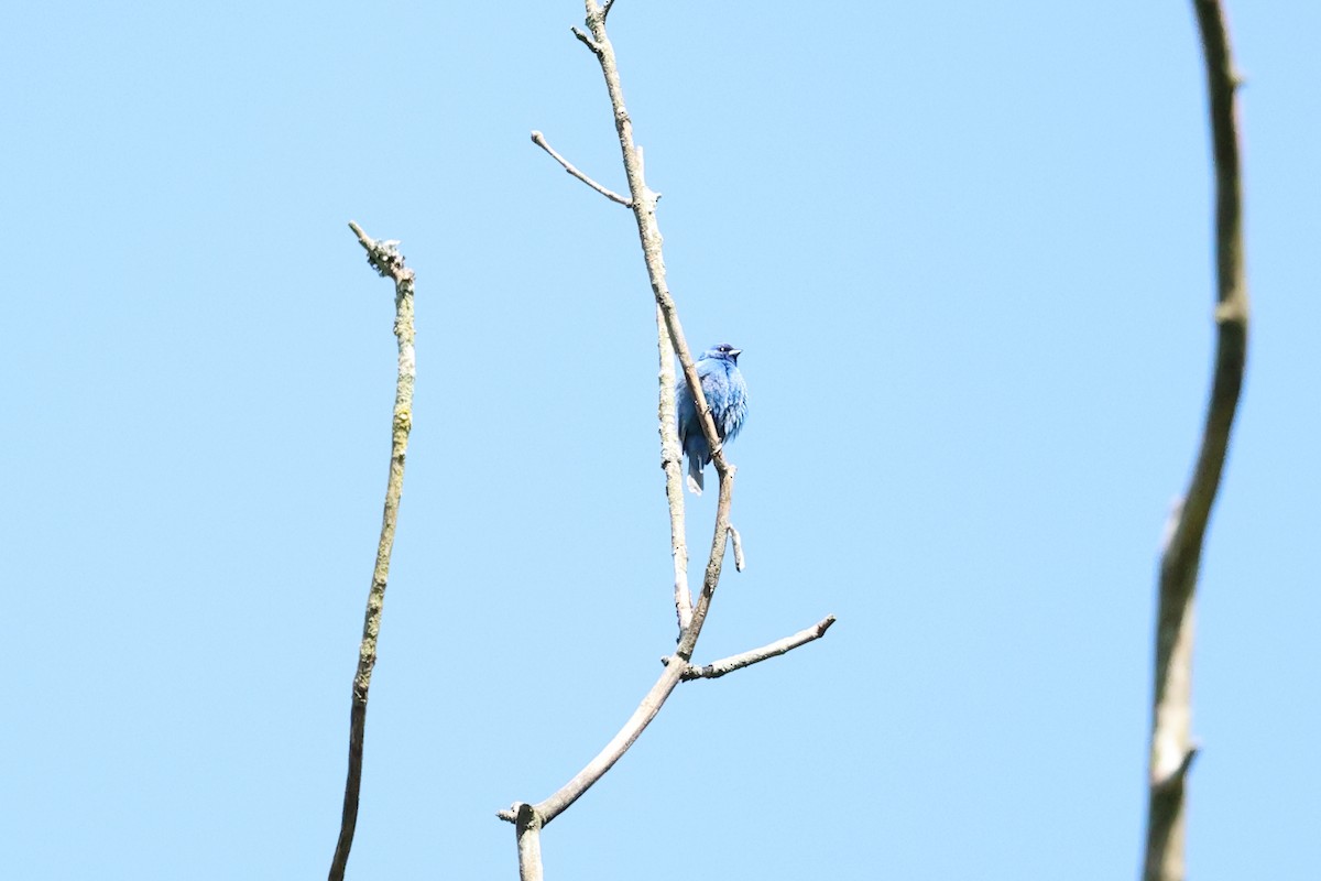 Indigo Bunting - Yiming Qiu