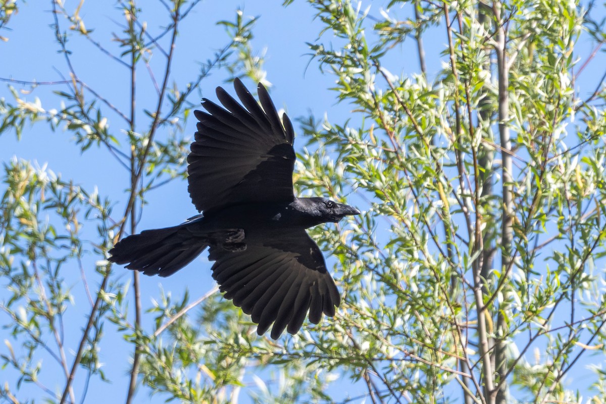 Large-billed Crow - Vivek Saggar