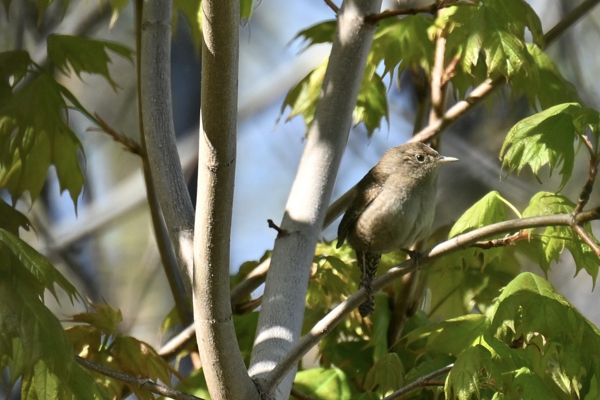 House Wren - france dallaire