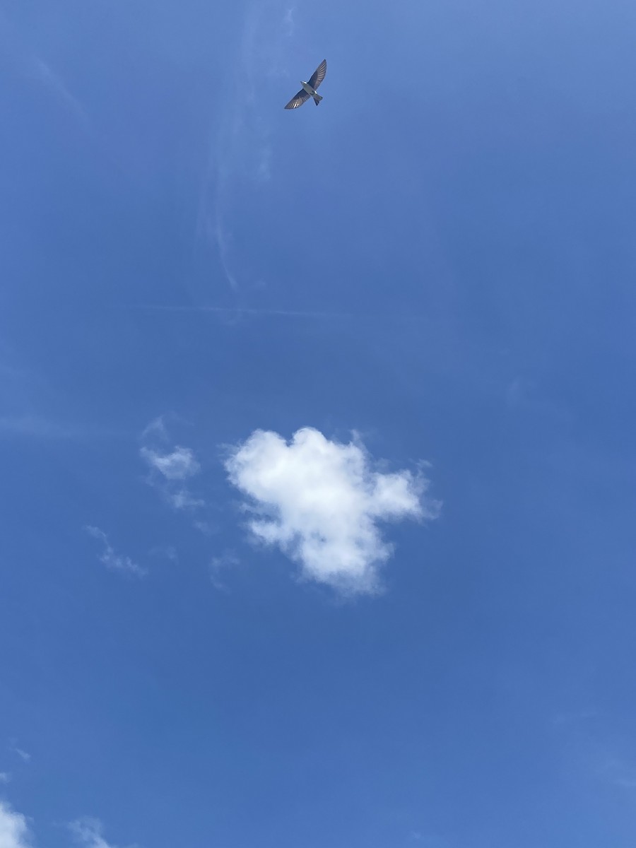 Tree Swallow - ML618822167