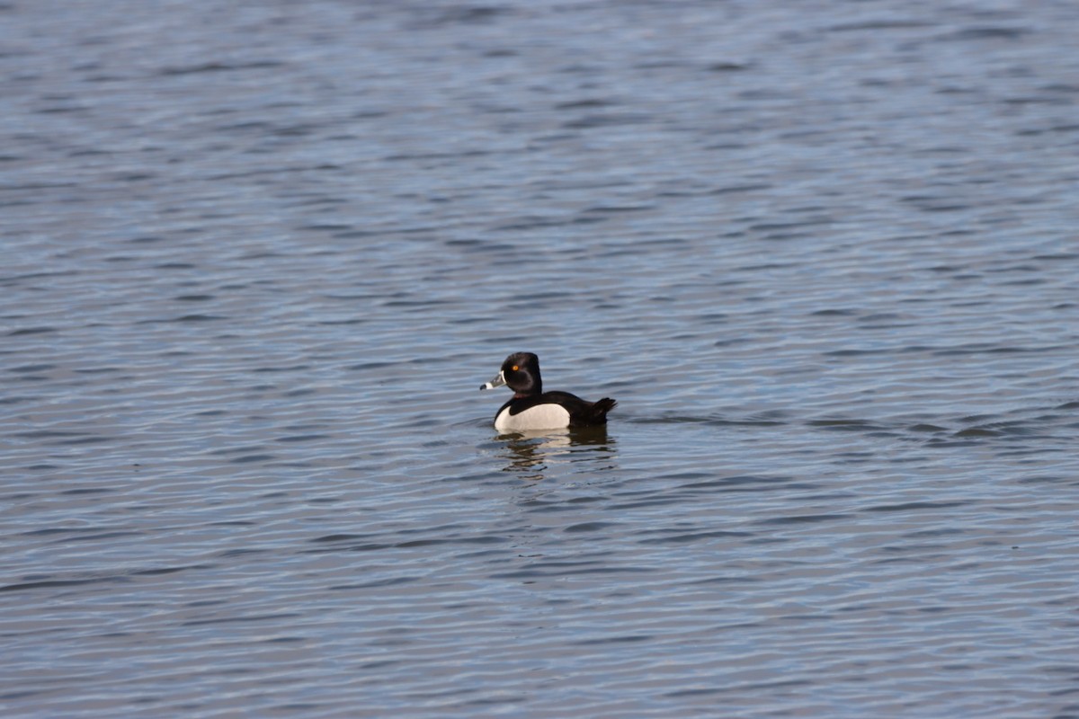 Ring-necked Duck - ML618822169