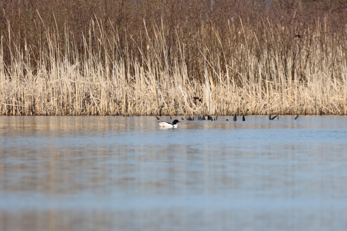 Common Merganser - Lorraine Couture