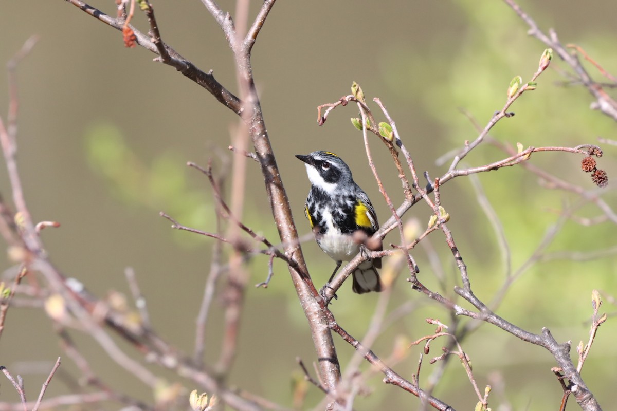 Yellow-rumped Warbler - Lorraine Couture