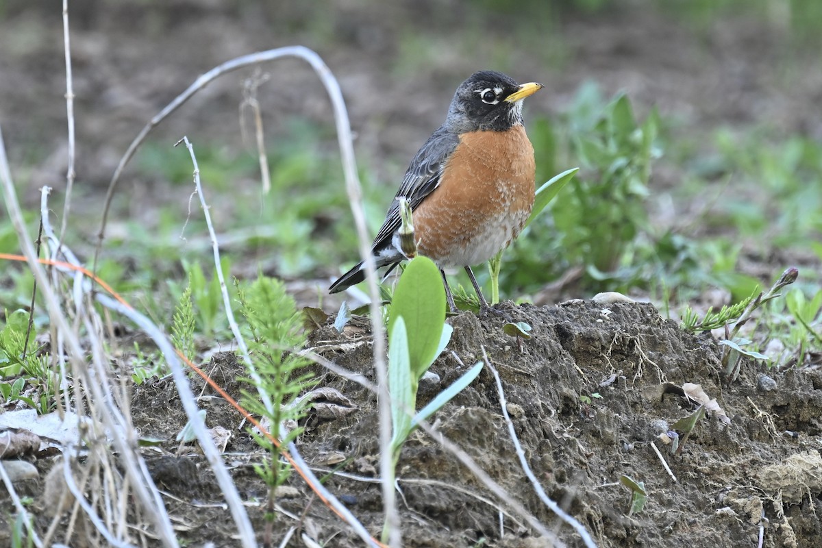 American Robin - france dallaire