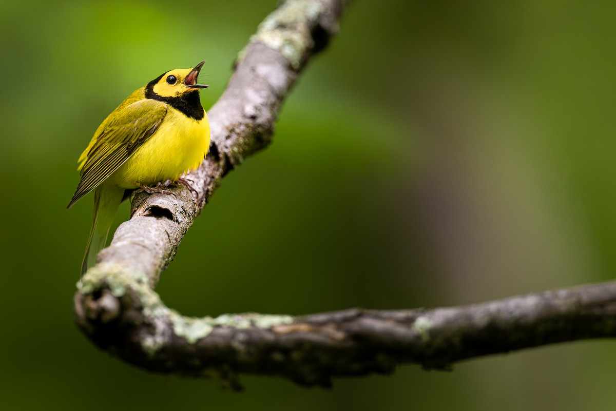 Hooded Warbler - Ryan Sanderson