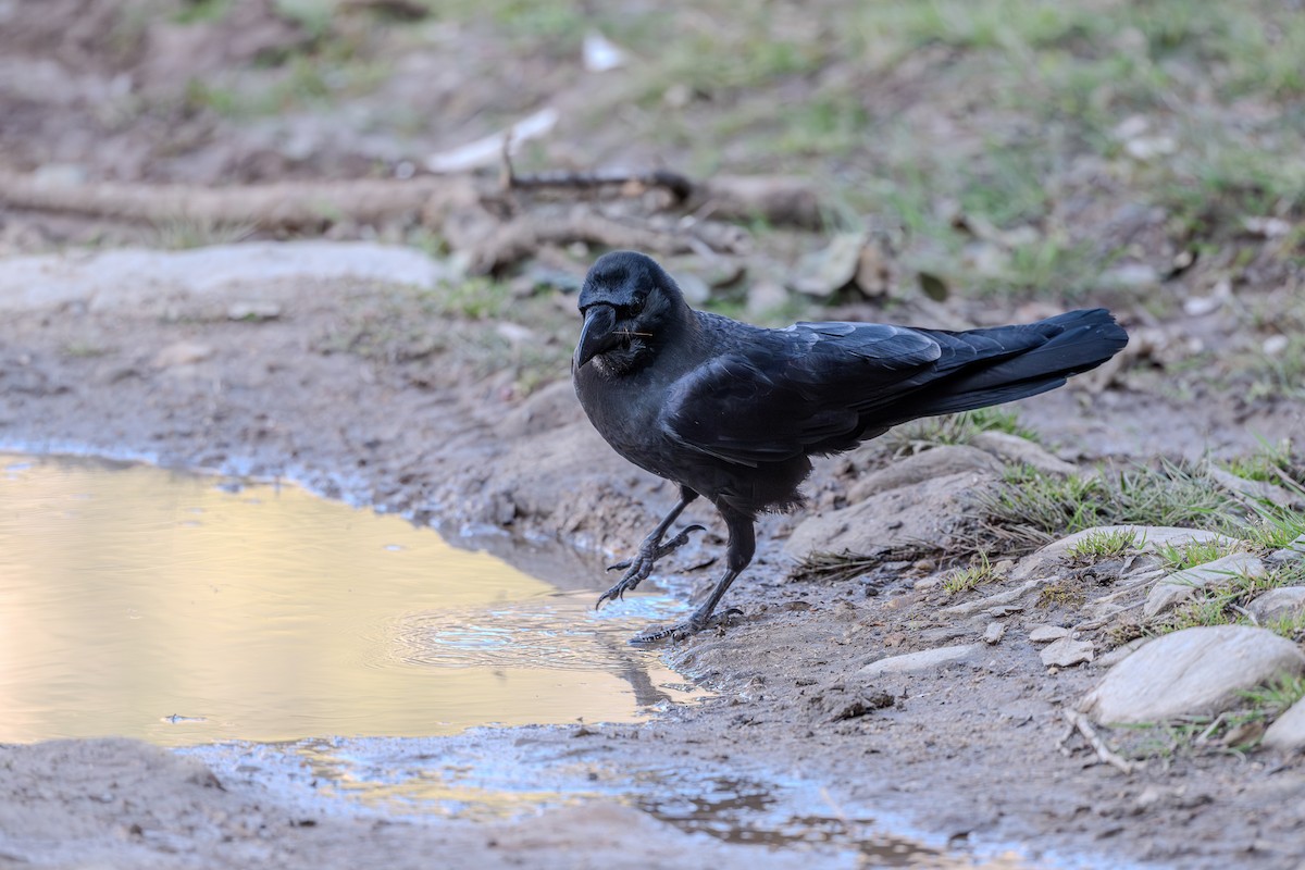 Large-billed Crow - Vivek Saggar