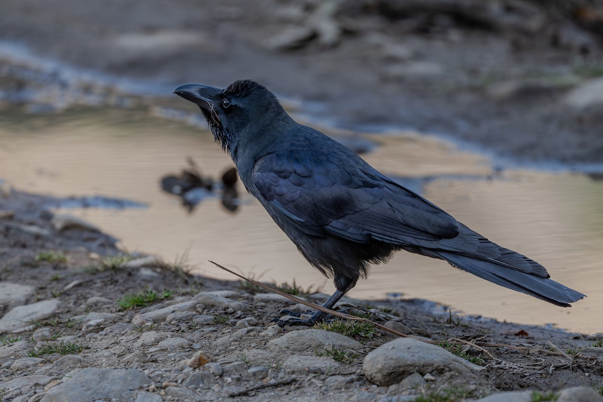 Large-billed Crow - Vivek Saggar