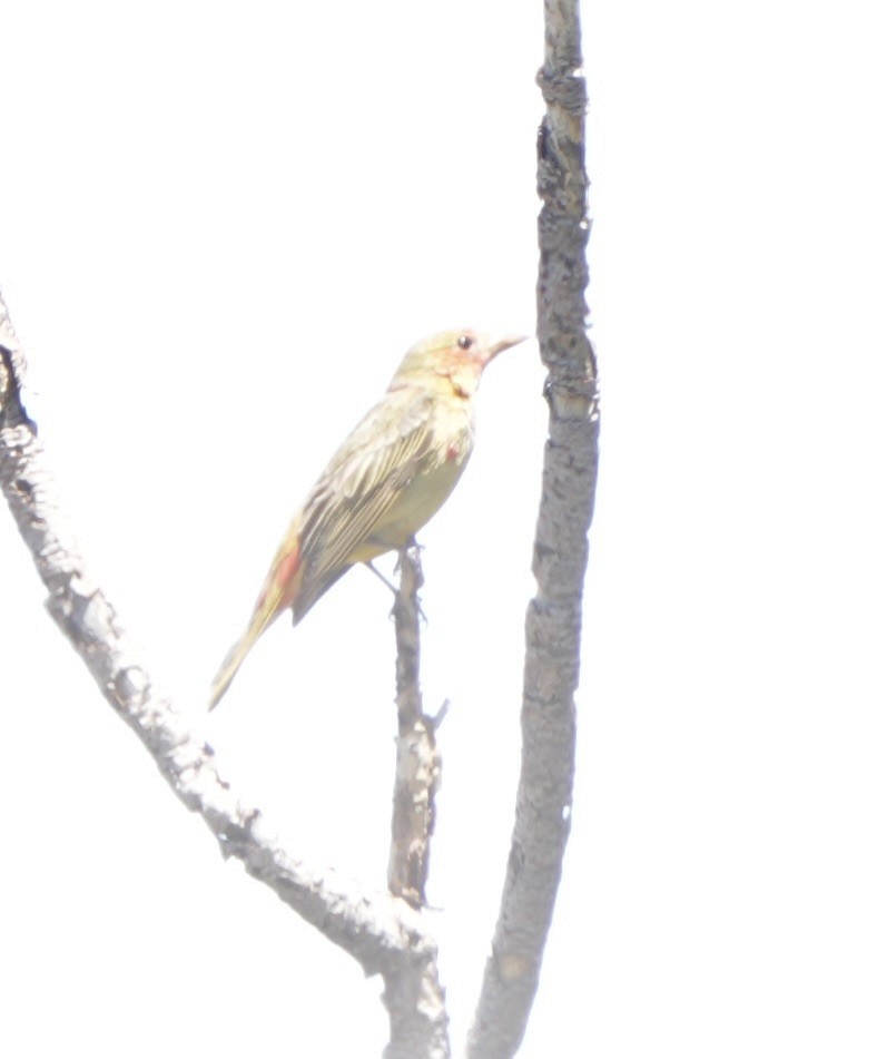 Summer Tanager - John Rhoades