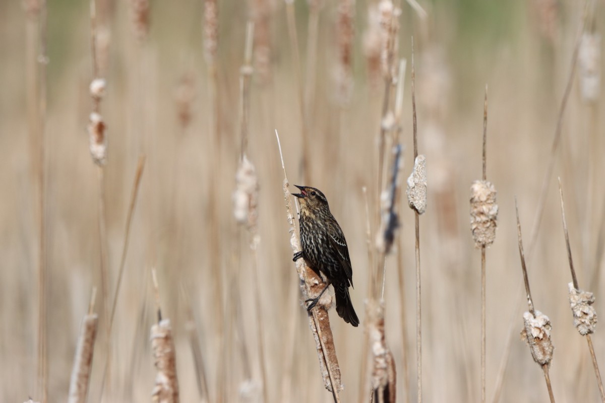 Red-winged Blackbird - Lorraine Couture