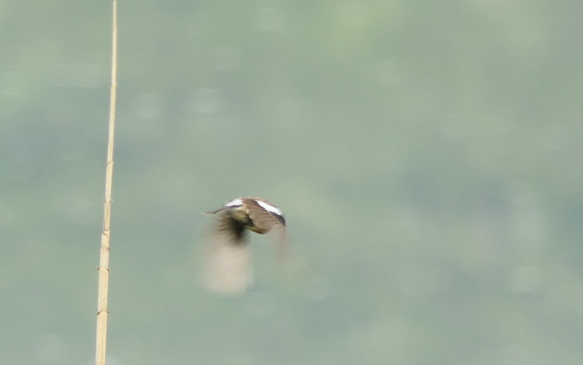 Siberian Stonechat (Siberian) - Hein Prinsen